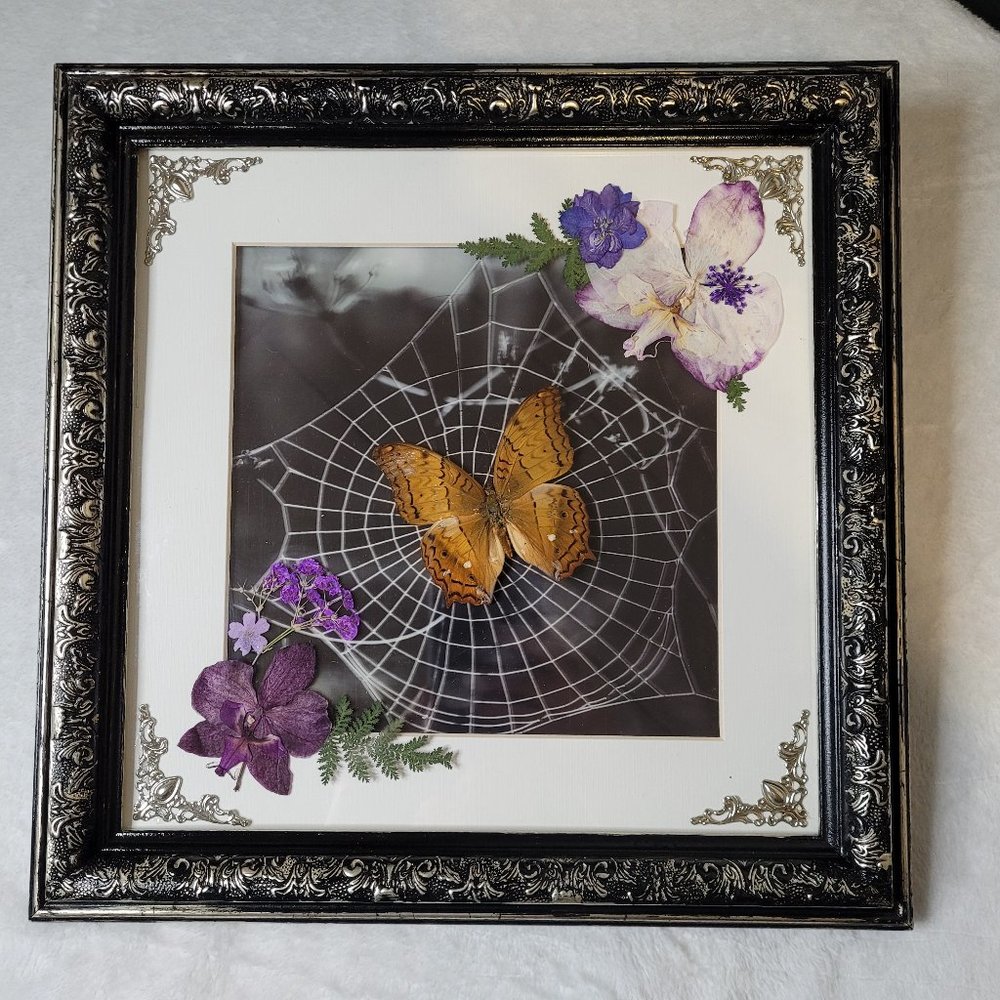 Vintage real butterfly frame